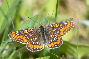 Endangered and protected Scarce Fritillary (Euphydryas maturna) resting on grass with wings spread