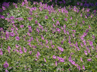 Staudengarten Weihenstephan