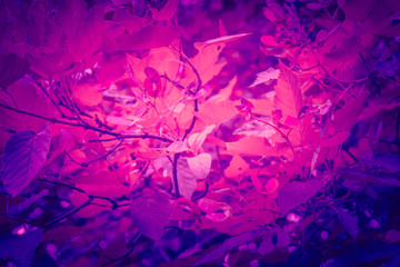 Trendy color ultra violet concept. Ultraviolet foliage abstract background.