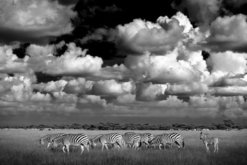 Zebra with blue storm sky. Burchell's zebra, Equus quagga burchellii, Nxai Pan National Park, Botswana, Africa. Wild animal on the green meadow. Wildlife nature, African safari. - obrazy, fototapety, plakaty