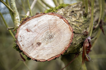 Cross section of a tree in a woodland of England