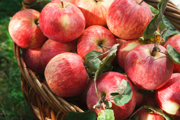 Basket with apples, autumn harvest background