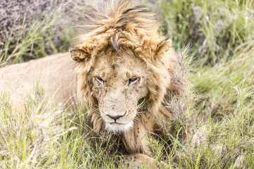 Naklejka na ściany i meble Serengeti National Park