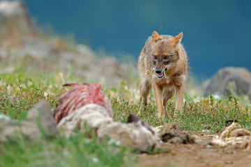 Golden jackal, Canis aureus, feeding scene with carcass, Madzharovo, Eastern Rhodopes, Bulgaria. Wild dog behaviour scene from nature. Mountain animal in the habitat. Wildlife Europe.