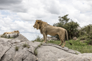 Obraz na płótnie Canvas Serengeti National Park
