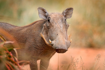 Common warthog, brown wild pig with tusk. Close-up detail of animal in nature habitat. Wildlife nature on African Safari, Kruger National Park, South Africa.