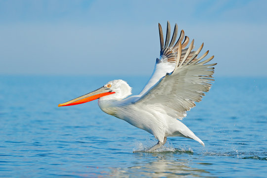 Palican with open wings, hunting animal. Wildlife scene from European nature. Bird and blue sky. Animal with long orange bill. Dalmatian pelican, Pelecanus crispus, in Lake Kerkini, Greece.