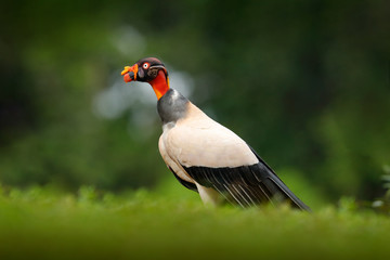 King vulture, Sarcoramphus papa, large bird found in Central and South America. Flying bird, forest in the background. Wildlife scene from tropic nature. Red head bird. Condor with open wing, Panama.