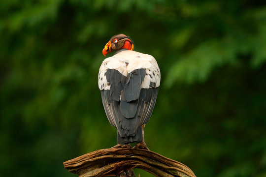 King vulture, Sarcoramphus papa, large bird found in Central and South America. Flying bird, forest in the background. Wildlife scene from tropic nature. Red head bird. Condor with open wing, Salvador