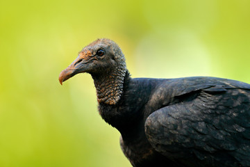 Wildlife Panama. Ugly black bird Black Vulture, Coragyps atratus, sitting in the green vegetation, bird with open wing. Vulture in forest habitat. Green grass forest habitat.