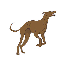 the dog is jumping, color, vector