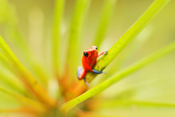 Red Strawberry poison dart frog, Dendrobates pumilio, in the nature habitat, Costa Rica. Close-up portrait of poison red frog. Rare Amphibian in the tropic forest. Wildlife jungle. Frog in the forest.