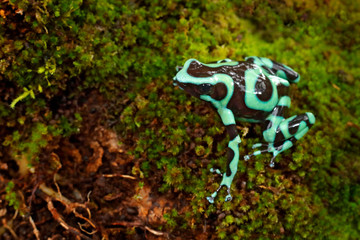 Poison frog from Amazon tropic forest, Costa Rica . Green Black Poison Dart Frog, Dendrobates auratus, in nature habitat. Beautiful motley frog from tropic forest in South America. Animal Amazon.