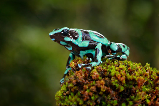 Green Black Poison Dart Frog, Dendrobates auratus, in nature habitat. Beautiful motley frog from tropic forest in South America. Animal Amazon. Poison frog from Amazon tropic forest, Costa Rica .