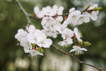 Branches with blooming flowers on blurred background