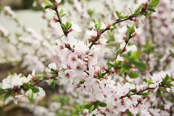 Branches with blooming flowers on blurred background