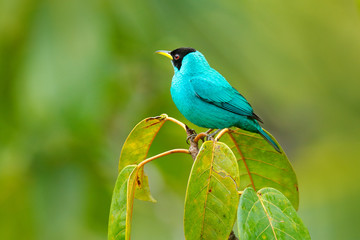 Green Honeycreeper, Chlorophanes spiza, exotic tropical malachite green and blue bird from Costa Rica. Tanager from tropical forest.