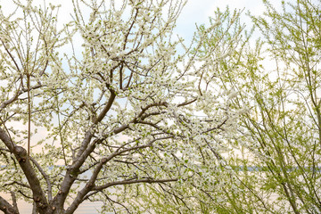 Tree with blooming flowers outdoors