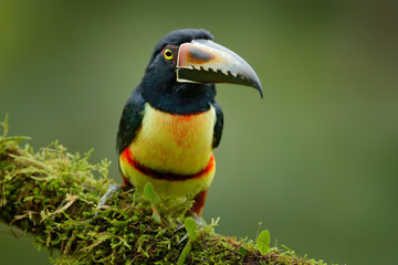 Small toucan Collared Aracari, Pteroglossus torquatus, bird with big bill. Toucan sitting on the branch in the forest, Boca Tapada, Costa Rica. Nature travel in central America.