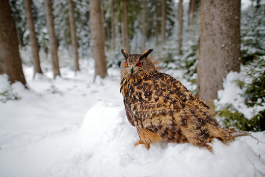 Big owl in the winter forest with snow.  Eurasian Eagle Owl with snowy stump, Czech republic. Wildlife scene from nature.