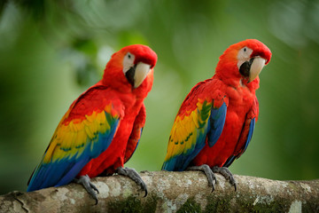 Obraz premium Para dużych papug Ara szkarłatna, makaka ara, w środowisku leśnym. Dwa czerwone ptaki siedzą na gałęzi, Brazylia. Scena miłości dzikiej przyrody z natury lasów tropikalnych.
