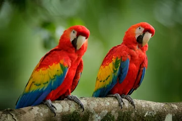 Fotobehang Paar grote papegaaien Geelvleugelara, Ara macao, in boshabitat. Twee rode vogels die op tak zitten, Brazilië. Wildlife liefde scène uit de natuur van het tropische bos. © ondrejprosicky