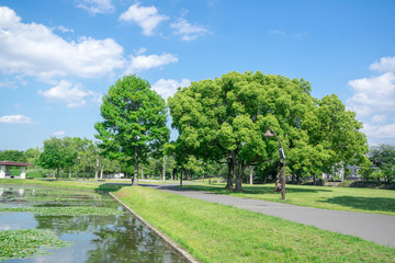 新緑の公園