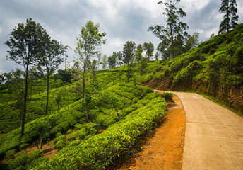 Tea plantation