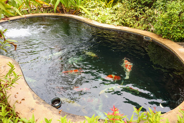 colorful fancy carps koi fish in garden pond