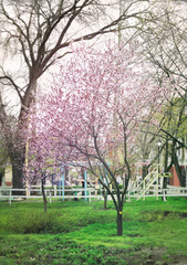Obraz premium Blossoming tree on spring day in city