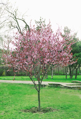 Blossoming tree in spring park