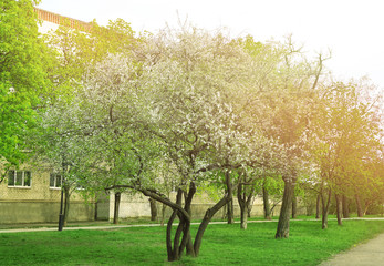 Obraz premium Blossoming trees on spring day in city