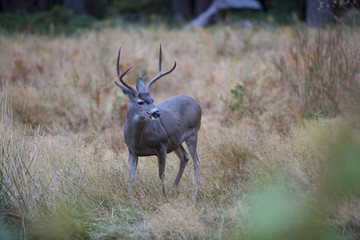 Naklejka na ściany i meble Deer in freedom in yosemite national park