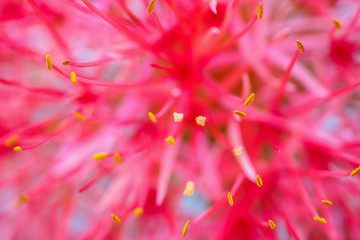 Haemanthus multiflorus blood lily flower