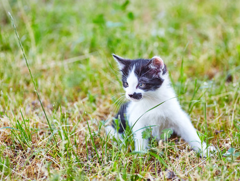 Black and white playful kitty sitting alone in green meadow