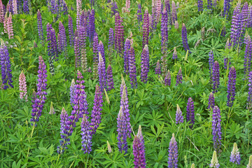 Meadow with purple lupins