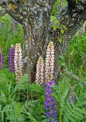 Lupins cream-colored on the background of the trunk of an old tree with lichens