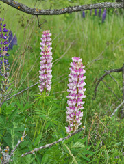 Mottled, white-pink lupines in the meadow