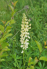 White lupine in bright green