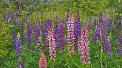 Many bright multi-colored lupines in the meadow