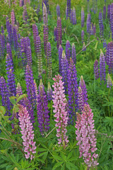 A lot of bright multi-colored lupins on the green meadow