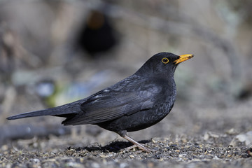 Common blackbird (Turdus merula)