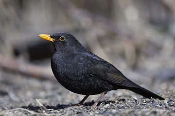 Common blackbird (Turdus merula)
