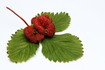 Ripe strawberry of strange shape on green sheets isolated on white background.