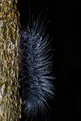 Beautiful  black caterpillar and water drop creeps on tree.