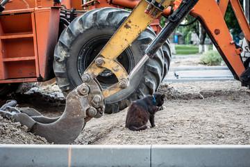 black, hungry, homeless cat washes under the bucket of an excavator