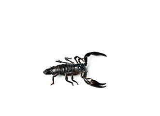 Scorpion isolated on white.