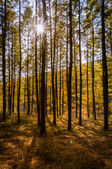 Obraz premium Landscape view of woods during sunshine