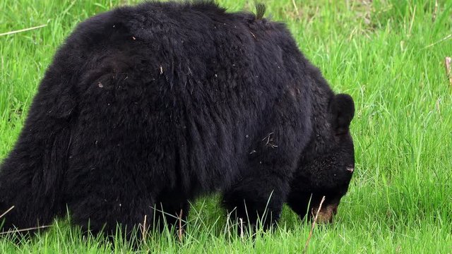 Big black bear sow grazing on grass in meadow.