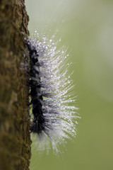 Beautiful  black caterpillar and water drop creeps on tree.